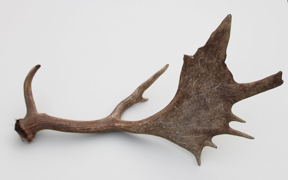 Grote DAMHERT GEWEI  STANG - ± 1 kg - 65 cm