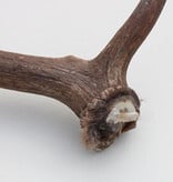 Grote DAMHERT GEWEI  STANG - ± 1 kg - 65 cm