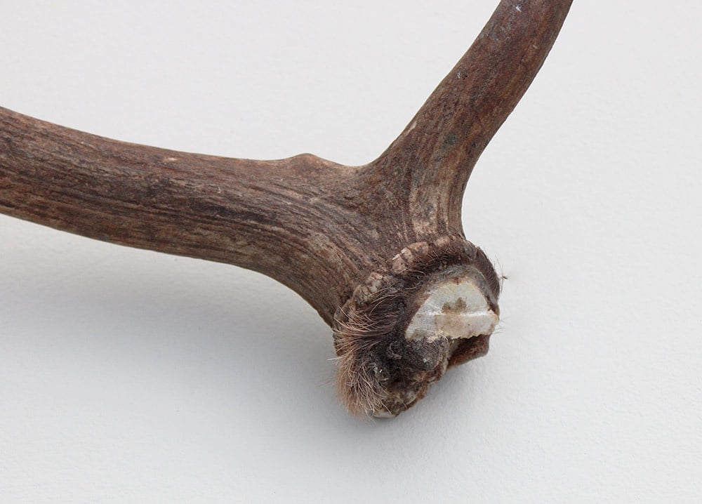 Grote DAMHERT GEWEI  STANG - ± 1 kg - 65 cm