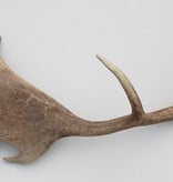 Grote DAMHERT GEWEI AFWERP STANG - ± 1 kg - 60 cm