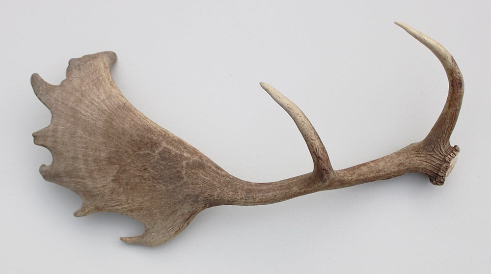 Grote DAMHERT GEWEI AFWERP STANG - ± 1 kg - 60 cm