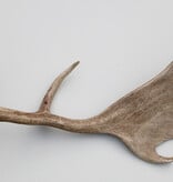 Grote DAMHERT GEWEI AFWERP STANG - ± 1 kg - 60 cm