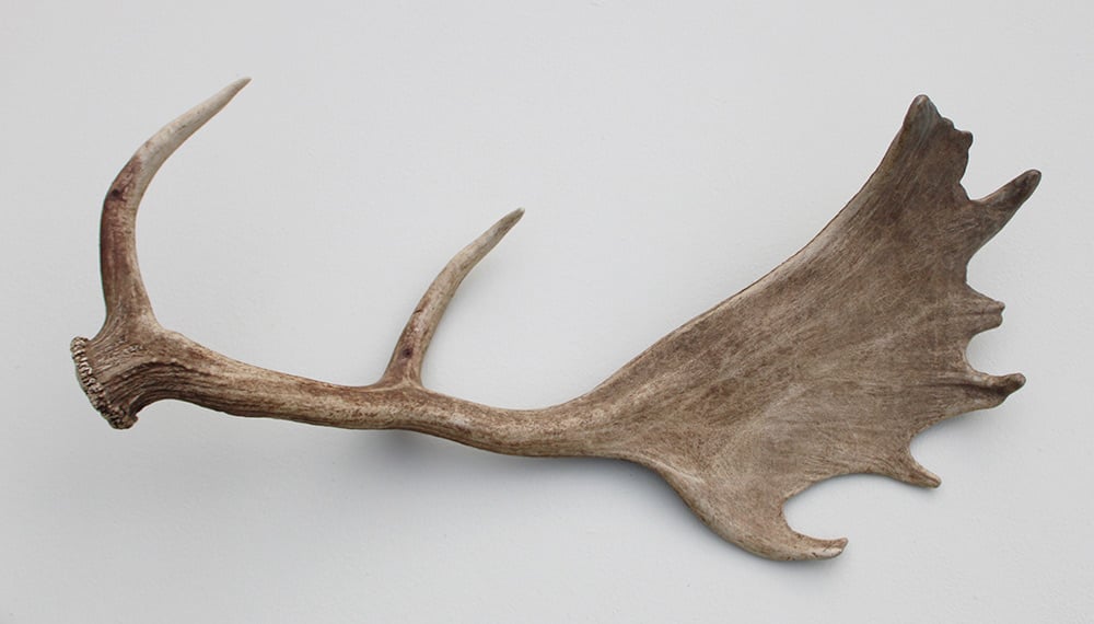 Grote DAMHERT GEWEI AFWERP STANG - ± 1 kg - 60 cm