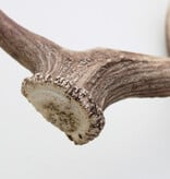 Grote DAMHERT GEWEI AFWERP STANG - ± 1 kg - 60 cm