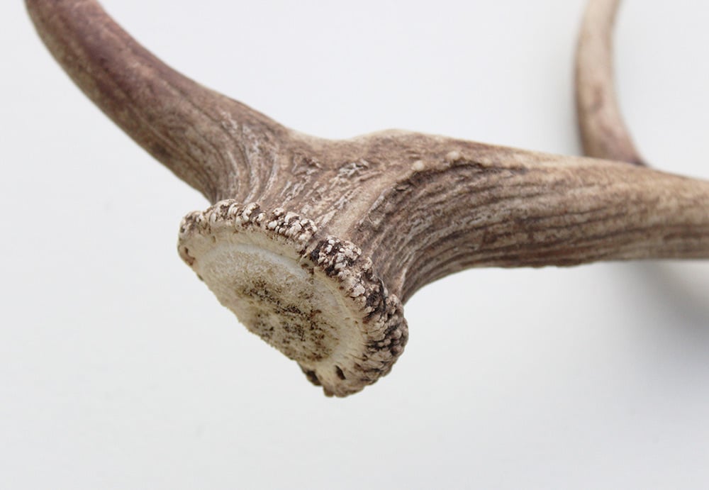 Grote DAMHERT GEWEI AFWERP STANG - ± 1 kg - 60 cm