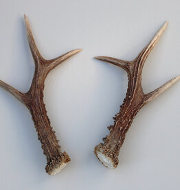 REE GEWEI PAAR 22 cm - ref. J