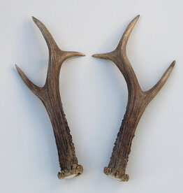 REE GEWEI PAAR 20 cm - Ref. O