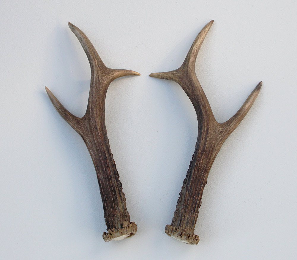 REE GEWEI PAAR 20 cm