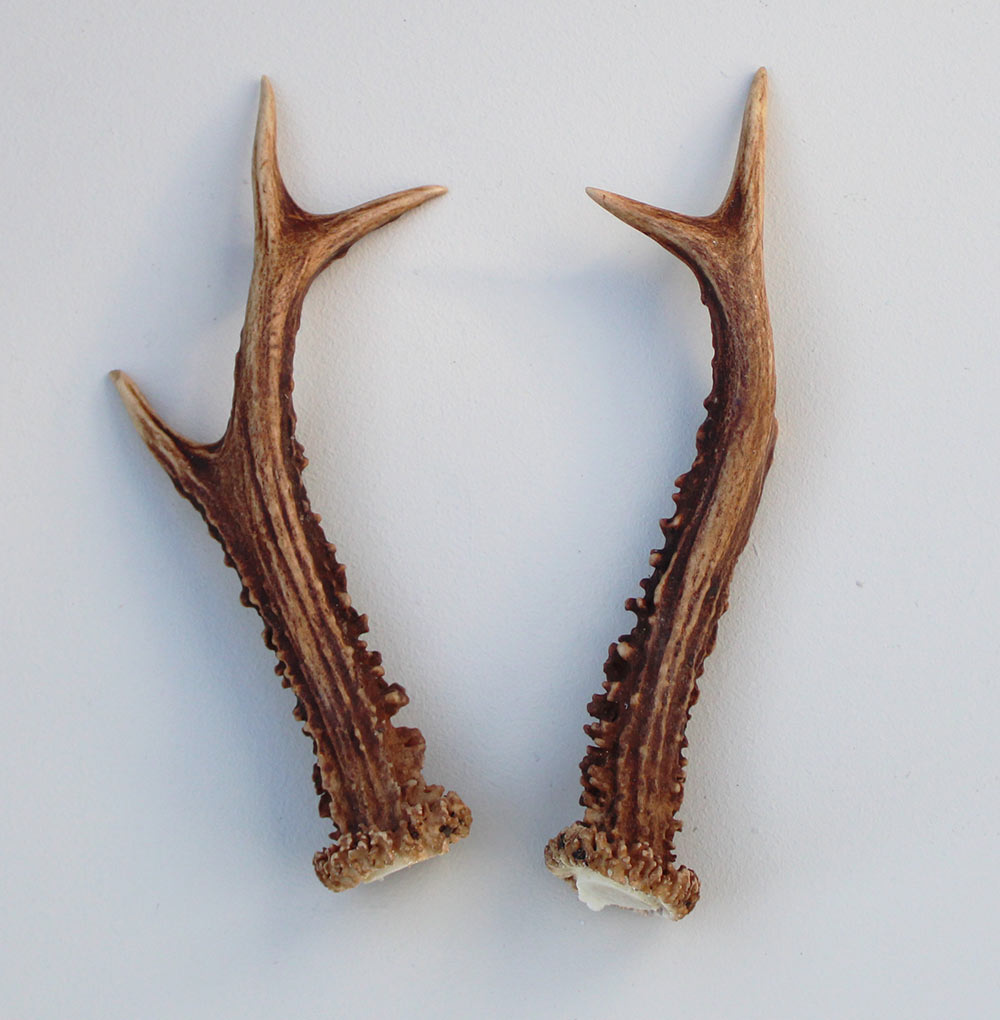 REE GEWEI PAAR 18 cm