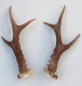 REE GEWEI PAAR 19 cm - ref. V