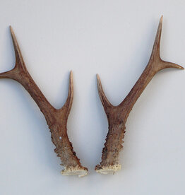 REE GEWEI PAAR 20 cm - Ref. Q