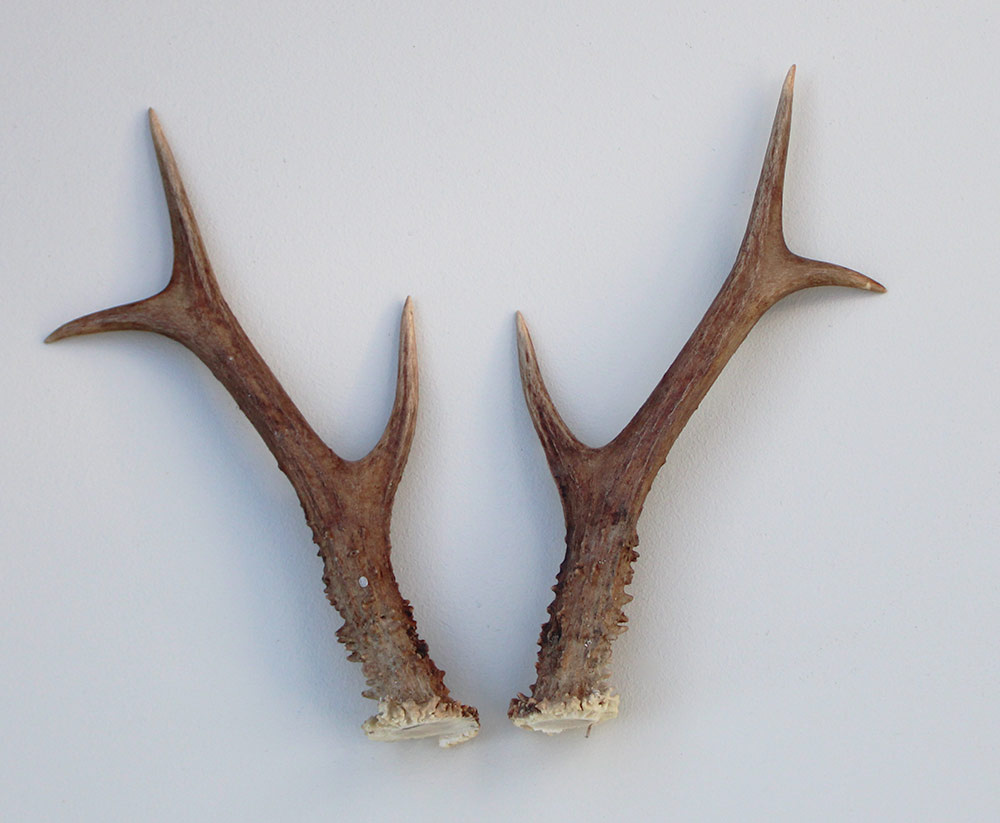 REE GEWEI PAAR 20 cm - Ref. Q