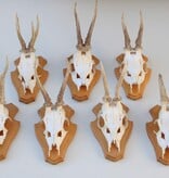 7 x REE GEWEI op licht houten schild - voorzien van kaakdeeltjes