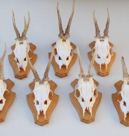 7 x REE GEWEI op licht houten schild