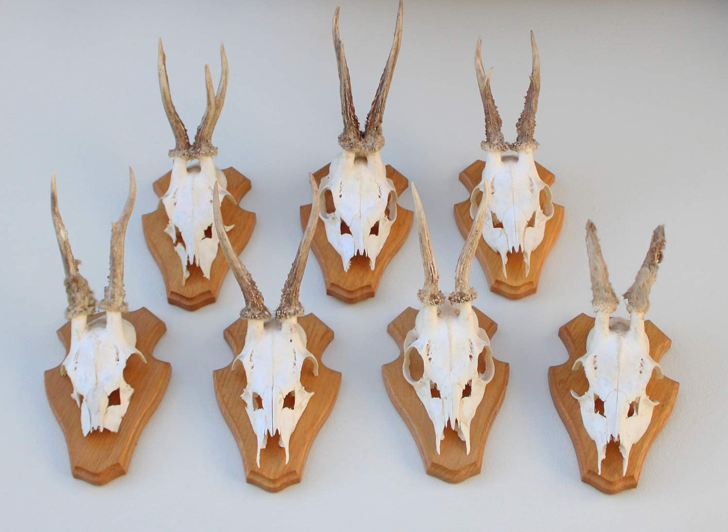 7 x REE GEWEI op licht houten schild - voorzien van kaakdeeltjes