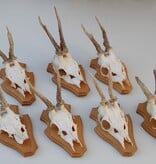 7 x REE GEWEI op licht houten schild - voorzien van kaakdeeltjes