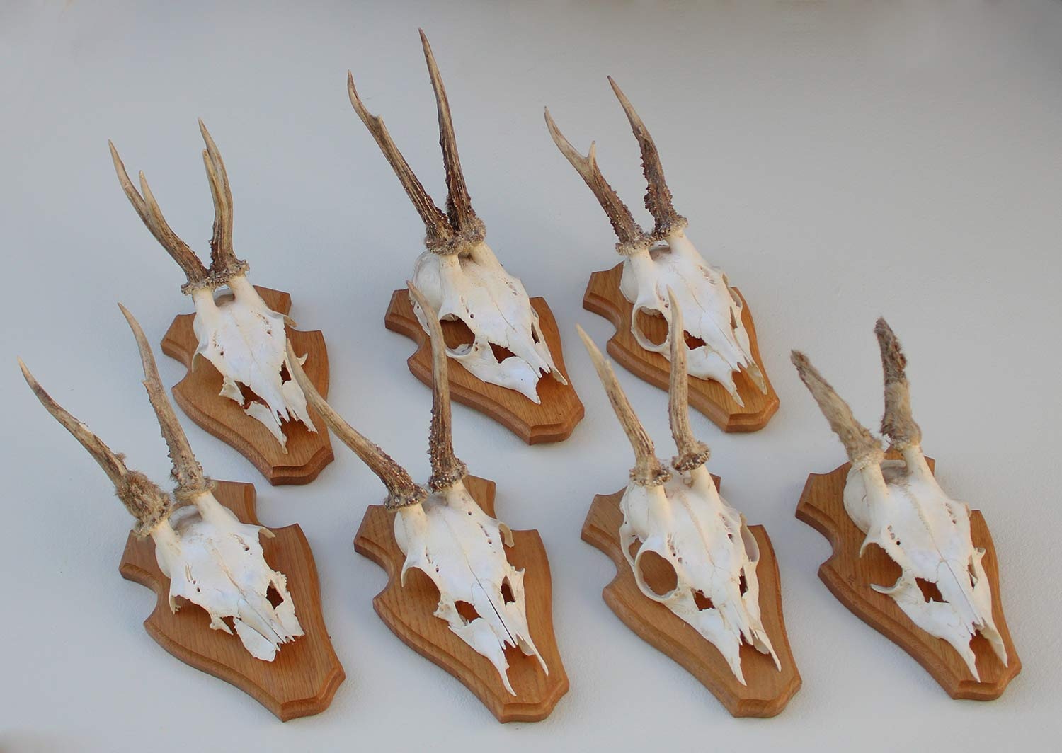 7 x REE GEWEI op licht houten schild - voorzien van kaakdeeltjes