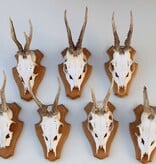 7 x REE GEWEI op licht houten schild - voorzien van kaakdeeltjes