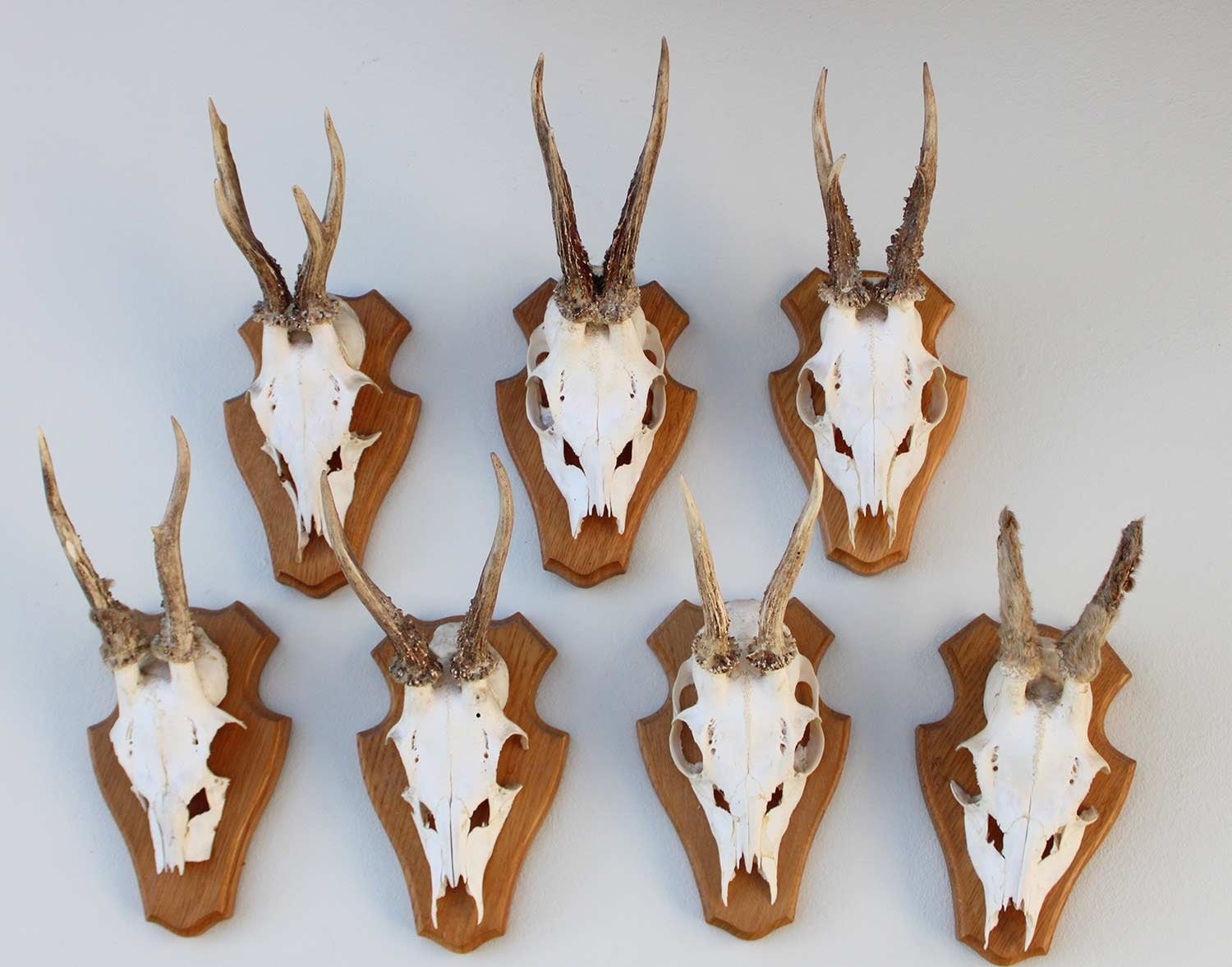 7 x REE GEWEI op licht houten schild - voorzien van kaakdeeltjes