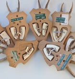 7 x REE GEWEI op licht houten schild - voorzien van kaakdeeltjes