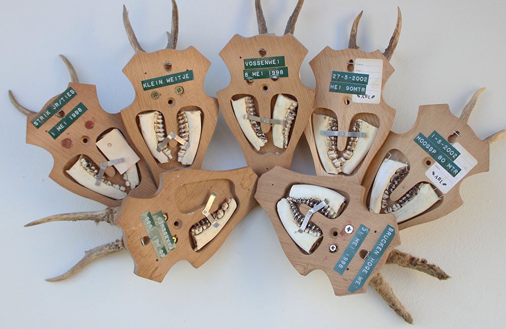 7 x REE GEWEI op licht houten schild - voorzien van kaakdeeltjes