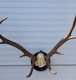 Antiek EDELHERT GEWEI, 8-ender - Het Loo 1910