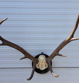 Antiek EDELHERT GEWEI, 8-ender - Het Loo 1910