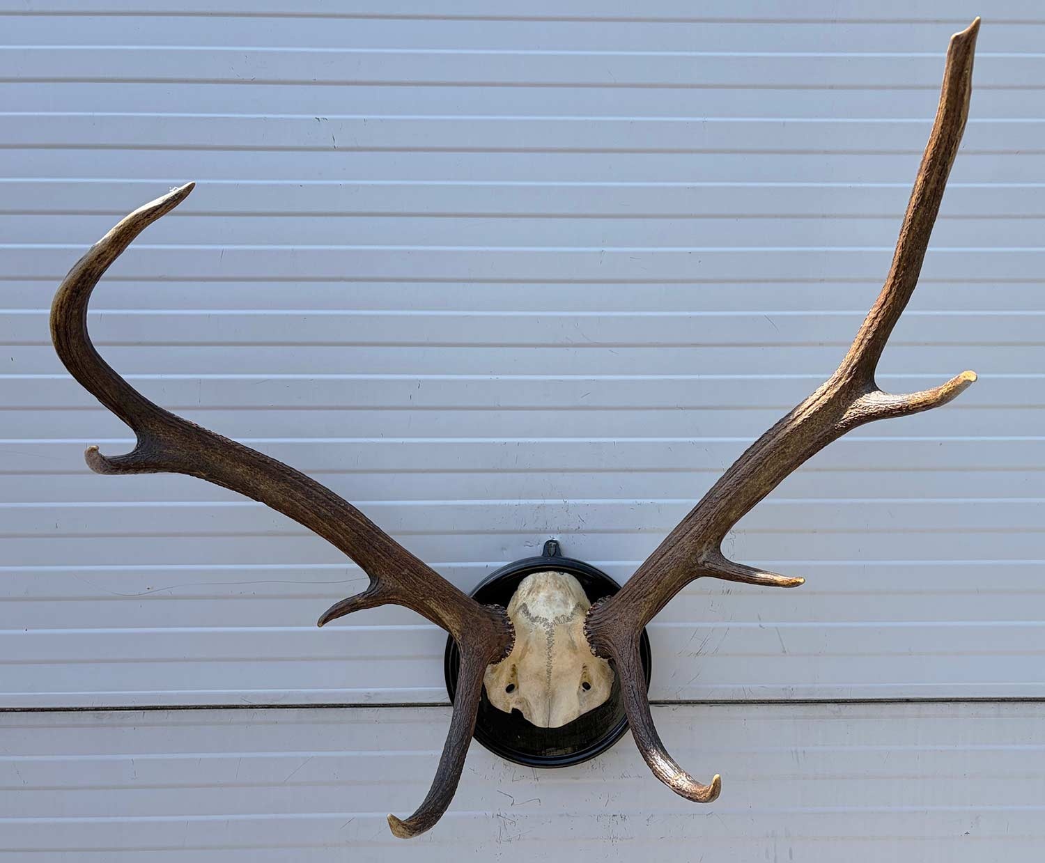 Antiek EDELHERT GEWEI, 8-ender - Het Loo 1910