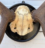 Antiek EDELHERT GEWEI, 8-ender - Het Loo 1910