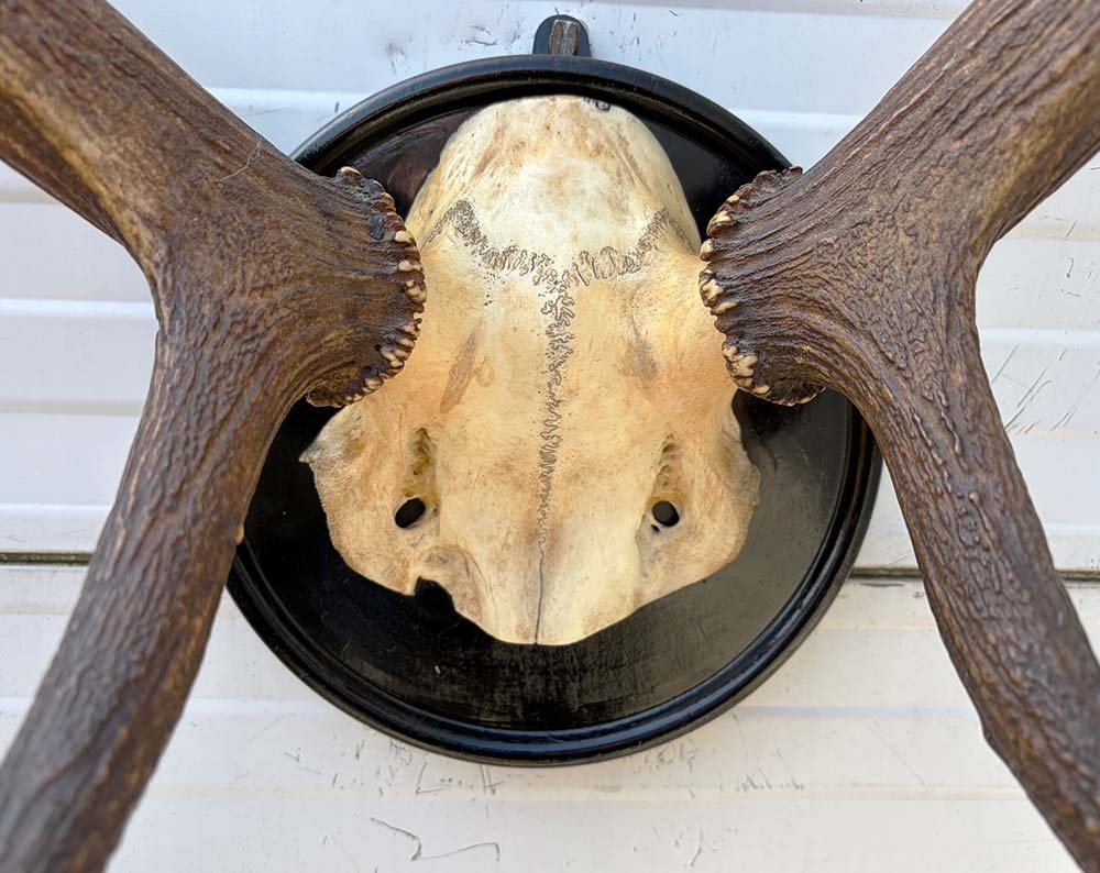 Antiek EDELHERT GEWEI, 8-ender - Het Loo 1910