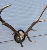 Antiek EDELHERT GEWEI, 8-ender - Het Loo 1910