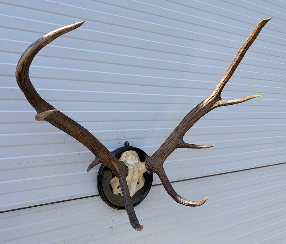 Antiek EDELHERT GEWEI, 8-ender - Het Loo 1910