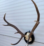 Antiek EDELHERT GEWEI, 8-ender - Het Loo 1910