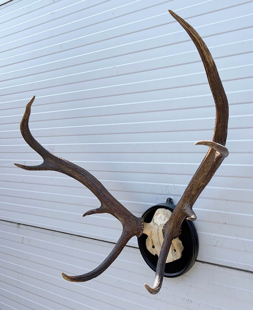 Antiek EDELHERT GEWEI, 8-ender - Het Loo 1910