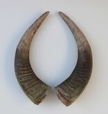 Mooi verweerd paar HOORNS WATERBUFFEL - 46 cm
