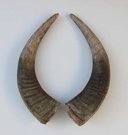 Mooi verweerd paar HOORNS WATERBUFFEL - 46 cm