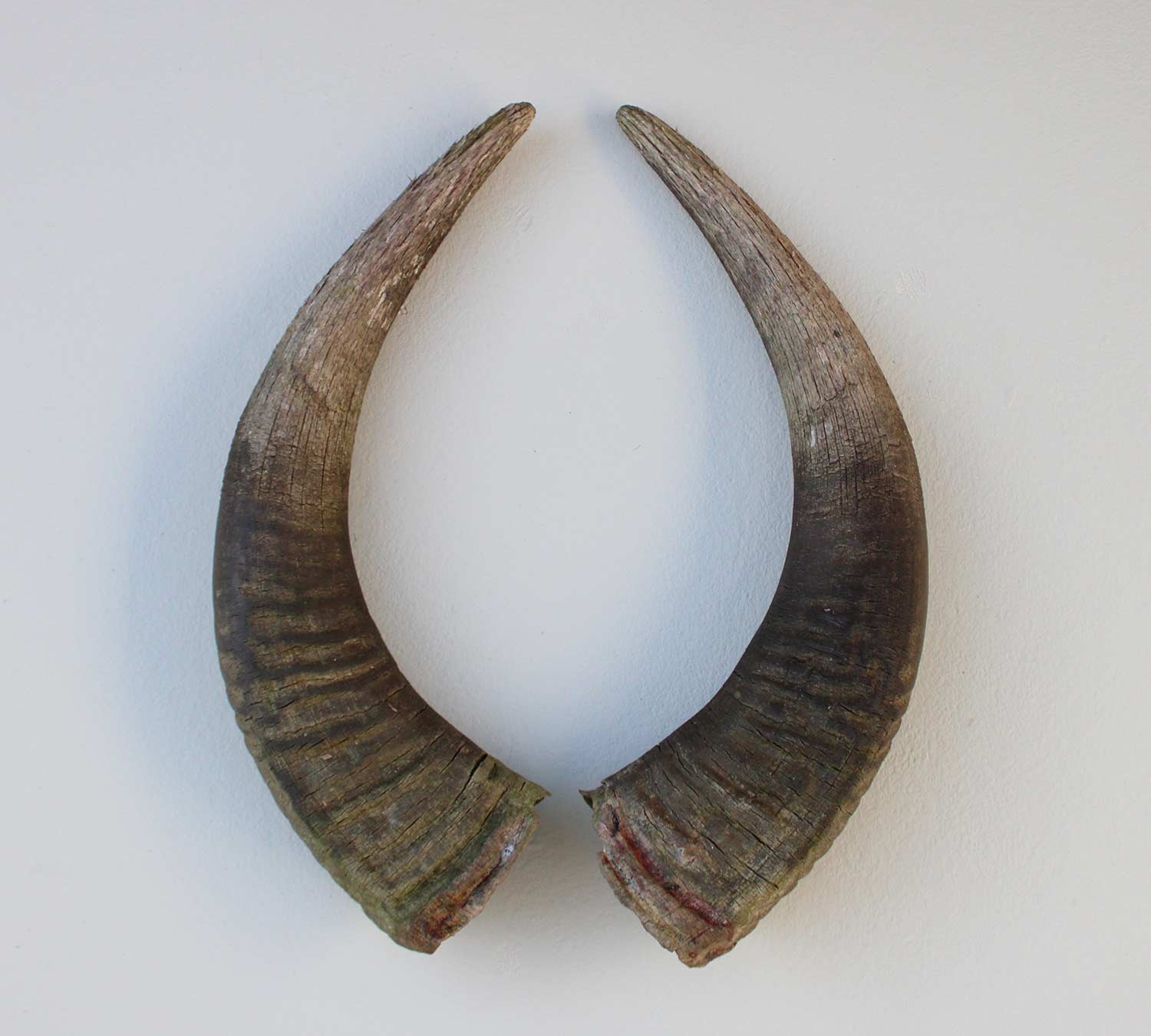 Mooi verweerd paar HOORNS WATERBUFFEL - 46 cm