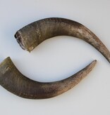 Mooi verweerd paar HOORNS WATERBUFFEL - 46 cm