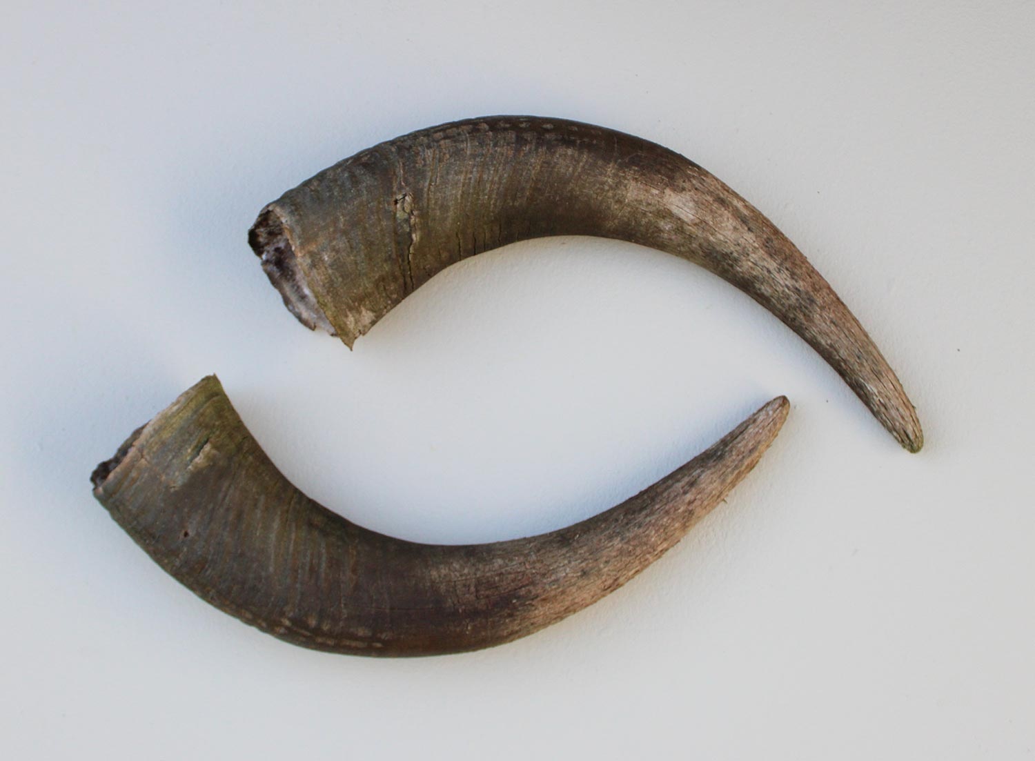 Mooi verweerd paar HOORNS WATERBUFFEL - 46 cm