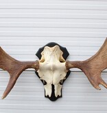 OPRUIMING: Zweeds ELAND GEWEI op houten schild