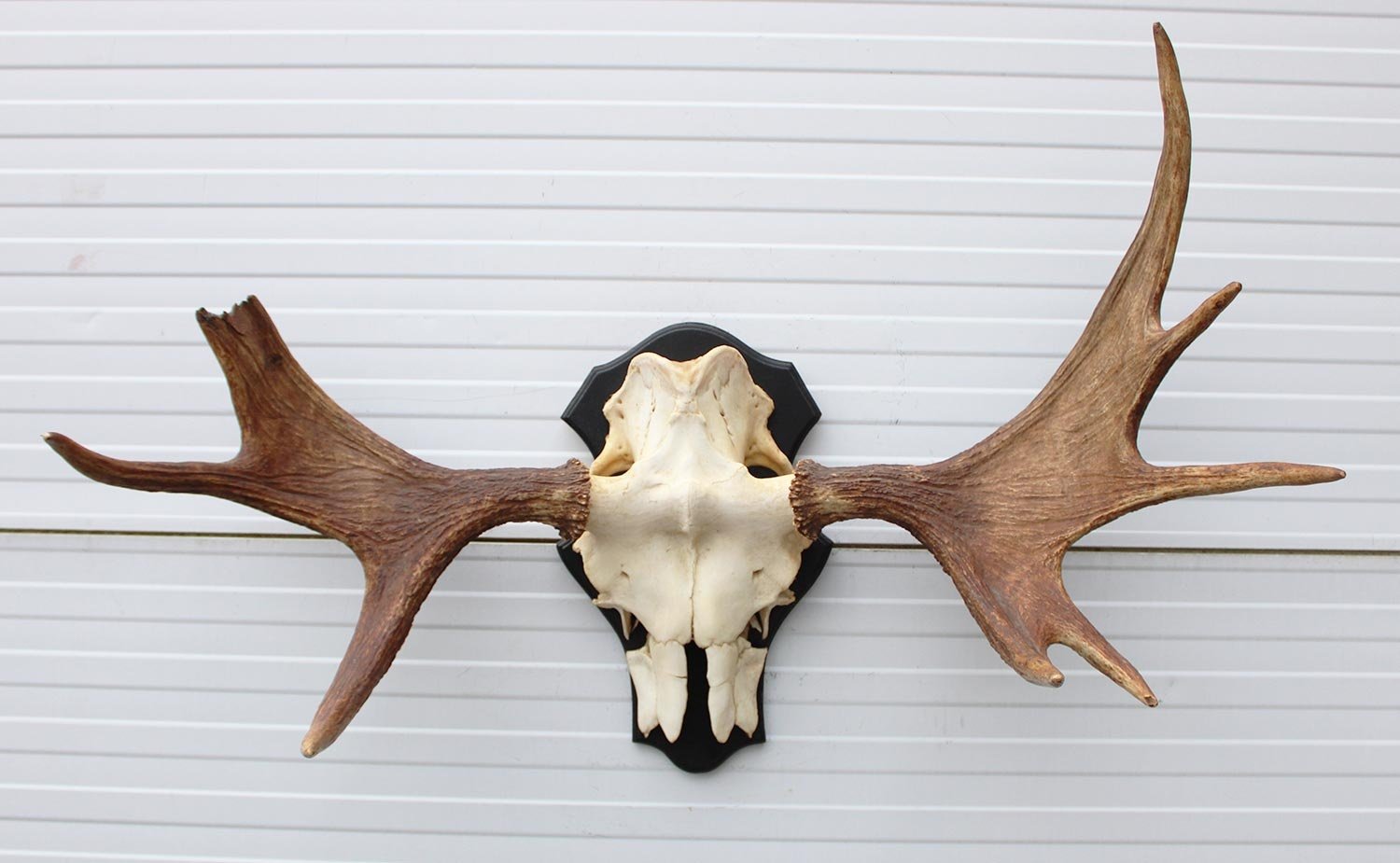 OPRUIMING: Zweeds ELAND GEWEI op houten schild