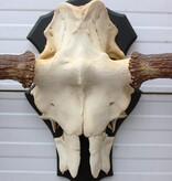 OPRUIMING: Zweeds ELAND GEWEI op houten schild