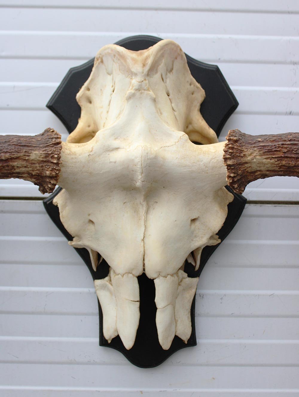 OPRUIMING: Zweeds ELAND GEWEI op houten schild