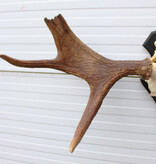 OPRUIMING: Zweeds ELAND GEWEI op houten schild