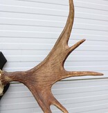 OPRUIMING: Zweeds ELAND GEWEI op houten schild