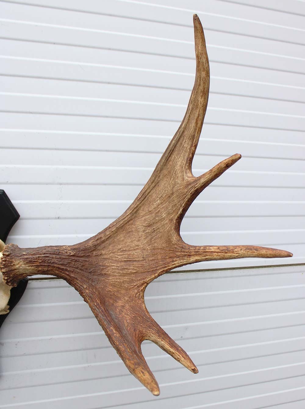 OPRUIMING: Zweeds ELAND GEWEI op houten schild