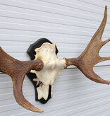 OPRUIMING: Zweeds ELAND GEWEI op houten schild