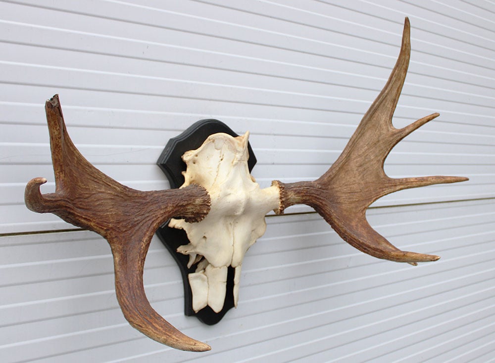 OPRUIMING: Zweeds ELAND GEWEI op houten schild