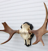 OPRUIMING: Zweeds ELAND GEWEI op houten schild