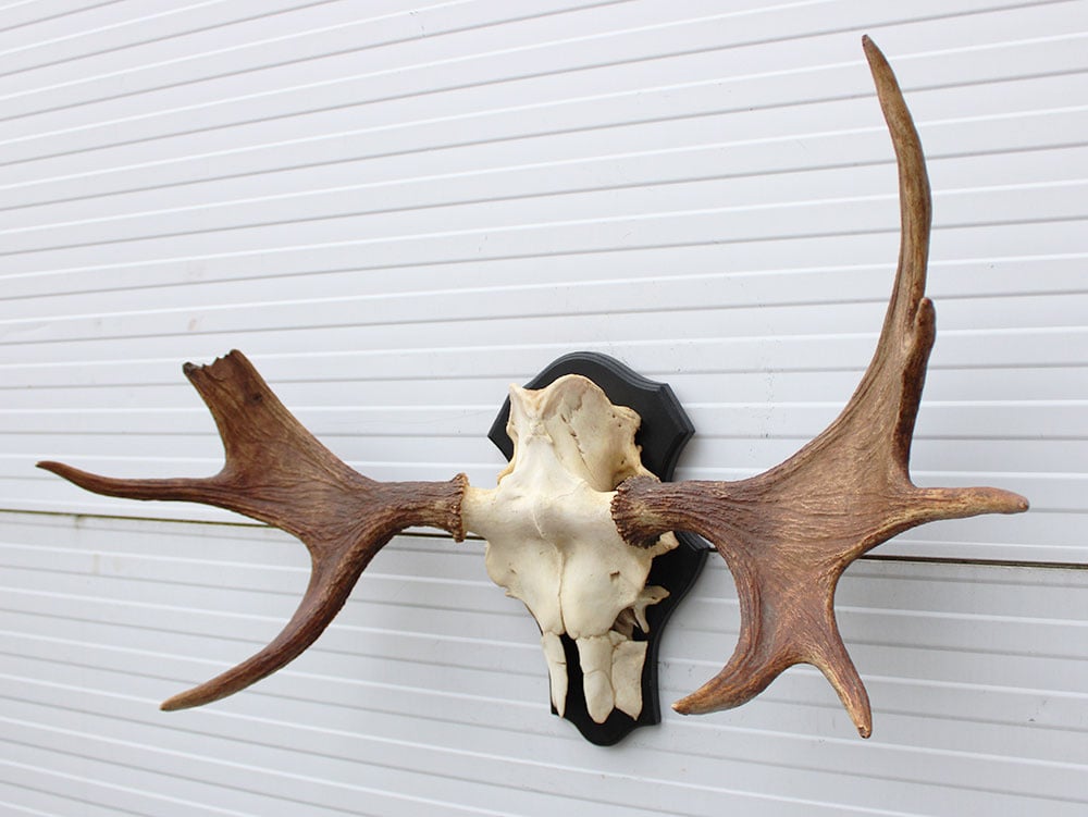 OPRUIMING: Zweeds ELAND GEWEI op houten schild